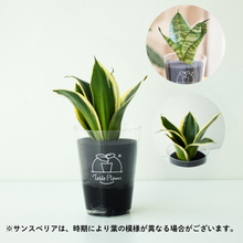 画像をギャラリービューアに読み込む, 【土を使わない観葉植物】テーブルプランツ(Table Plants)×cu:Leaf®(キュリーフ)500mlセット