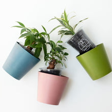 画像をギャラリービューアに読み込む, 【土を使わない観葉植物】テーブルプランツ(Table Plants)×COLOR POT SET