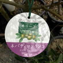 画像をギャラリービューアに読み込む, 香川で育ったオリーブの木(ネバディロブランコ) 8号 鉢カバーセット
