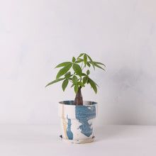画像をギャラリービューアに読み込む, パキラ 5号 おしゃれなマーブル鉢カバーセット