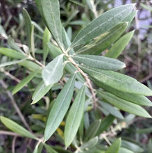 画像をギャラリービューアに読み込む, 香川で育ったオリーブの木(ネバディロブランコ) 8号 鉢カバーセット