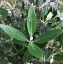 画像をギャラリービューアに読み込む, 香川で育ったオリーブの木 8号 鉢カバーセット