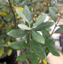 画像をギャラリービューアに読み込む, 香川で育ったオリーブの木 8号 鉢カバーセット