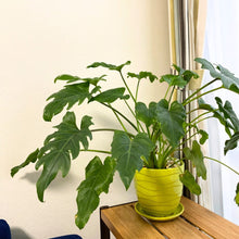 画像をギャラリービューアに読み込む, フィロデンドロン・ザナドゥー(クッカバラ) 7号 白鉢セット 室内におすすめ