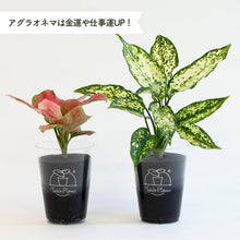 画像をギャラリービューアに読み込む, 【土を使わない観葉植物】テーブルプランツ(Table Plants) アグラオネマ