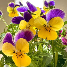 画像をギャラリービューアに読み込む, 【予約商品:10/26発送】ビオラ・ファンシーブルーラビット 3号 4ポットセット