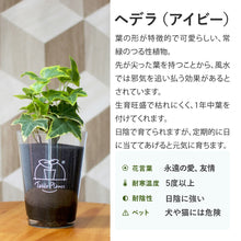 画像をギャラリービューアに読み込む, 【土を使わない観葉植物】つる性テーブルプランツ(Table Plants) アイビー(ヘデラ)