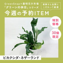 画像をギャラリービューアに読み込む, ビカクシダ・ネザーランド(コウモリラン) 6号