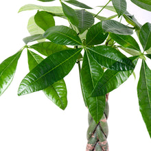 画像をギャラリービューアに読み込む, パキラ ねじり 8号 室内におすすめ観葉植物