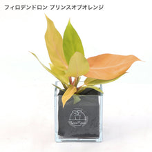画像をギャラリービューアに読み込む, 【土を使わない観葉植物】テーブルプランツ(Table Plants CUBE) フィロデンドロン