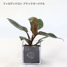 画像をギャラリービューアに読み込む, 【土を使わない観葉植物】テーブルプランツ(Table Plants CUBE) フィロデンドロン