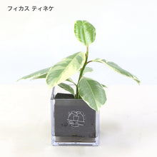 画像をギャラリービューアに読み込む, 【土を使わない観葉植物】テーブルプランツ (Table Plants) フィカス(ゴムの木)