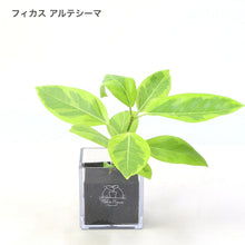 画像をギャラリービューアに読み込む, 【土を使わない観葉植物】暑さに強いテーブルプランツ キューブ (Table Plants CUBE)