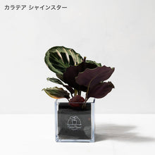 画像をギャラリービューアに読み込む, 【土を使わない観葉植物】テーブルプランツ キューブ(Table Plants CUBE) カラテア