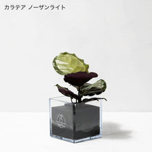 画像をギャラリービューアに読み込む, 【土を使わない観葉植物】テーブルプランツ キューブ(Table Plants CUBE) カラテア