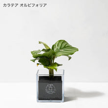 画像をギャラリービューアに読み込む, 【土を使わない観葉植物】テーブルプランツ キューブ(Table Plants CUBE) カラテア