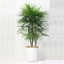 画像をギャラリービューアに読み込む, シュロチク 8号 シンプルな鉢カバーセット