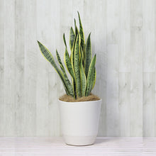 画像をギャラリービューアに読み込む, 【ギフトラッピング】サンスベリア・ローレンティー 7号 シンプル鉢カバーセット 誕生日/新築祝い/引っ越し祝い/結婚祝い