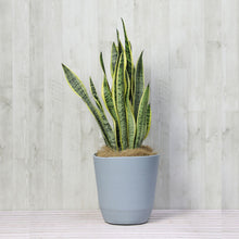 画像をギャラリービューアに読み込む, サンスベリア・ローレンティー 7号 シンプルな植木鉢セット