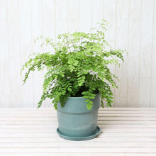 画像をギャラリービューアに読み込む, アジアンタム・フラグランス 5号 アーバンプランツポットセット
