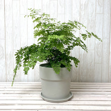 画像をギャラリービューアに読み込む, アジアンタム・フラグランス 5号 アーバンプランツポットセット