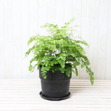 画像をギャラリービューアに読み込む, アジアンタム・フラグランス 5号 アーバンプランツポットセット
