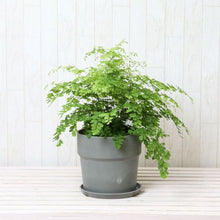 画像をギャラリービューアに読み込む, アジアンタム・フラグランス 5号 アーバンプランツポットセット