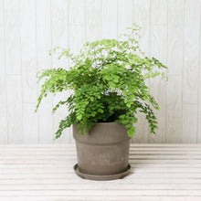 画像をギャラリービューアに読み込む, アジアンタム・フラグランス 5号 アーバンプランツポットセット