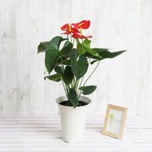 画像をギャラリービューアに読み込む, アンスリウム 赤 6号 白鉢セット 【ギフトにおすすめ!】