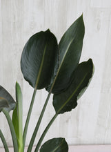 画像をギャラリービューアに読み込む, ストレリチア・オーガスタ 7号 アトリエポットカバーセット 直径27cm