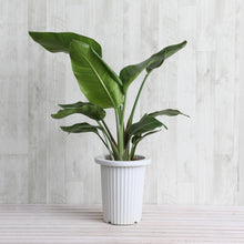 画像をギャラリービューアに読み込む, ストレリチア・オーガスタ 7号 フレックスポット鉢カバーセット