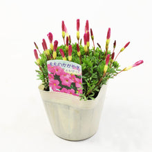 画像をギャラリービューアに読み込む, 【予約商品:1/16発送】オキザリス・もものかがやき 3.5号 3ポットセット