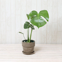 画像をギャラリービューアに読み込む, モンステラ・アダンソニー 4号 おしゃれな鉢カバーセット