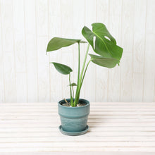 画像をギャラリービューアに読み込む, モンステラ・アダンソニー 4号 おしゃれな鉢カバーセット