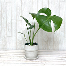 画像をギャラリービューアに読み込む, モンステラ・アダンソニー 4号 おしゃれな鉢カバーセット