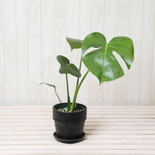 画像をギャラリービューアに読み込む, モンステラ・アダンソニー 4号 おしゃれな鉢カバーセット