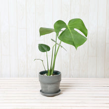 画像をギャラリービューアに読み込む, モンステラ・アダンソニー 4号 おしゃれな鉢カバーセット