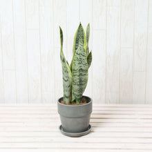 画像をギャラリービューアに読み込む, サンスベリア・ローレンティー(トラノオ) 4号 鉢カバーセット