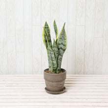 画像をギャラリービューアに読み込む, サンスベリア・ローレンティー(トラノオ) 4号 鉢カバーセット