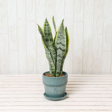 画像をギャラリービューアに読み込む, サンスベリア・ローレンティー(トラノオ) 4号 鉢カバーセット