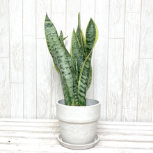 画像をギャラリービューアに読み込む, サンスベリア・ローレンティー(トラノオ) 4号 鉢カバーセット