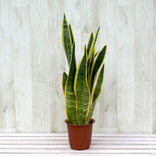 画像をギャラリービューアに読み込む, サンスベリア・ローレンティー(トラノオ) 4号 鉢カバーセット