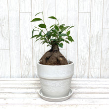 画像をギャラリービューアに読み込む, ガジュマル 4号 おしゃれな鉢カバーセット ギフトにおすすめ