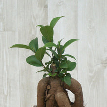 画像をギャラリービューアに読み込む, ガジュマル 4号 おしゃれな鉢カバーセット ギフトにおすすめ