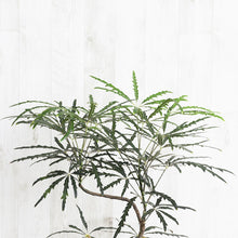 画像をギャラリービューアに読み込む, グリーンアラレア 5号 おしゃれなシンボルツリー