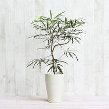 画像をギャラリービューアに読み込む, グリーンアラレア 5号 おしゃれなシンボルツリー