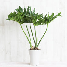 画像をギャラリービューアに読み込む, フィロデンドロン・セローム 5号 おしゃれな観葉植物 ギフトにもおすすめ