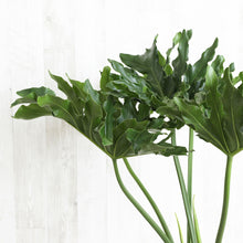画像をギャラリービューアに読み込む, フィロデンドロン・セローム 5号 おしゃれな観葉植物 ギフトにもおすすめ