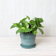 画像をギャラリービューアに読み込む, ポトス(斑入り) 6号 鉢カバーセット