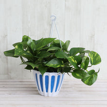 画像をギャラリービューアに読み込む, ポトス(斑入り) 6号 鉢カバーセット